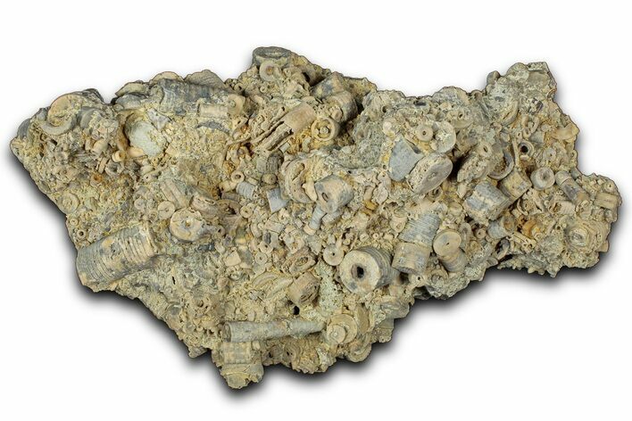 Mississippian Fossil Crinoid Stem Cluster - Kentucky #358787